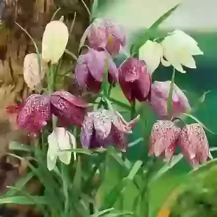 Meleagris Mixed